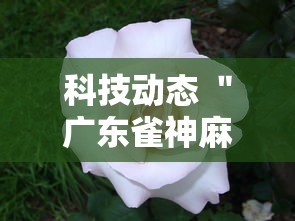 科技动态 ＂广东雀神麻将为什么一直输”其实确实有挂